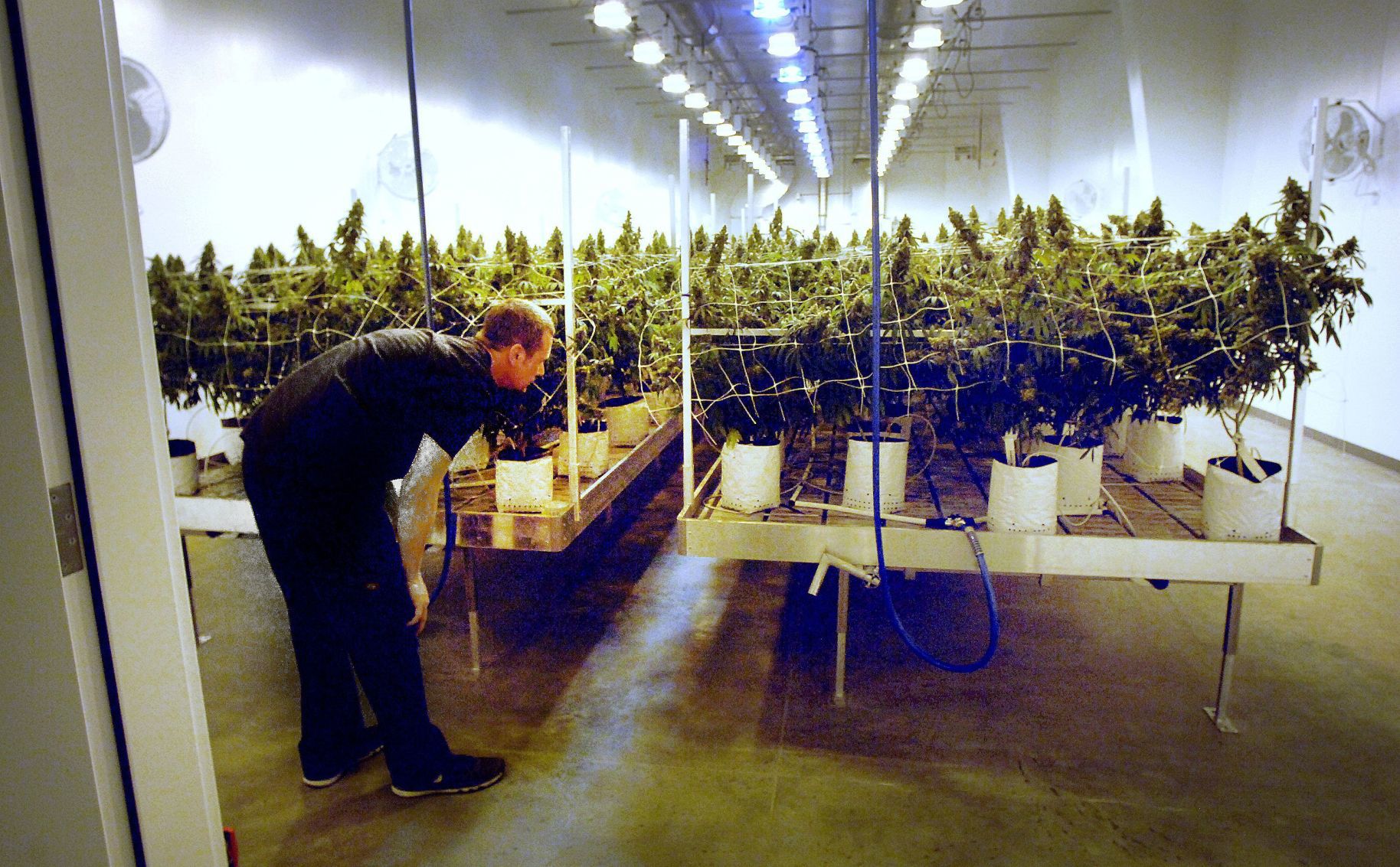 060119-blm-loc-10marijuana